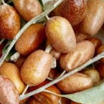 قیمت خرید و فروش عمده انواع سنجد و گونه های مختلف آن