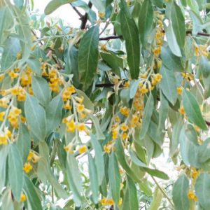 قیمت عمده سنجد